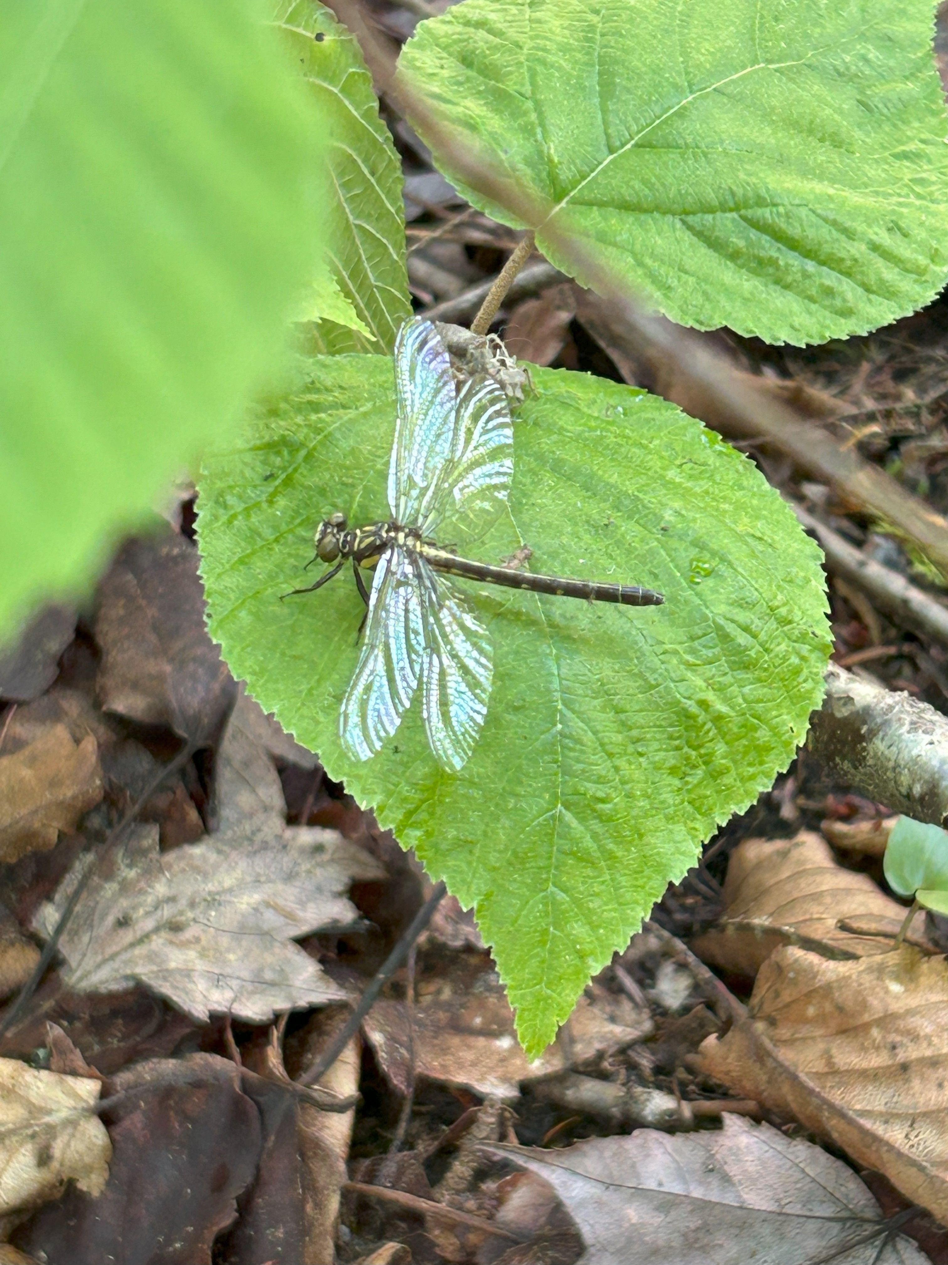 A newly hatched dragonfly sits on a leaf